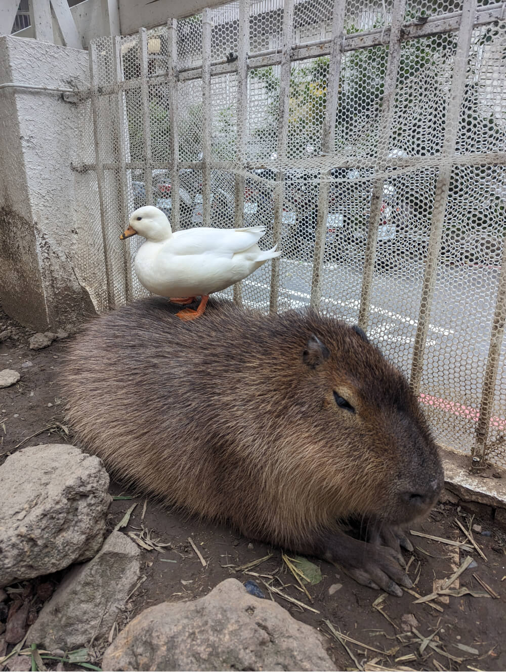 A capybara with a duck on top of it
