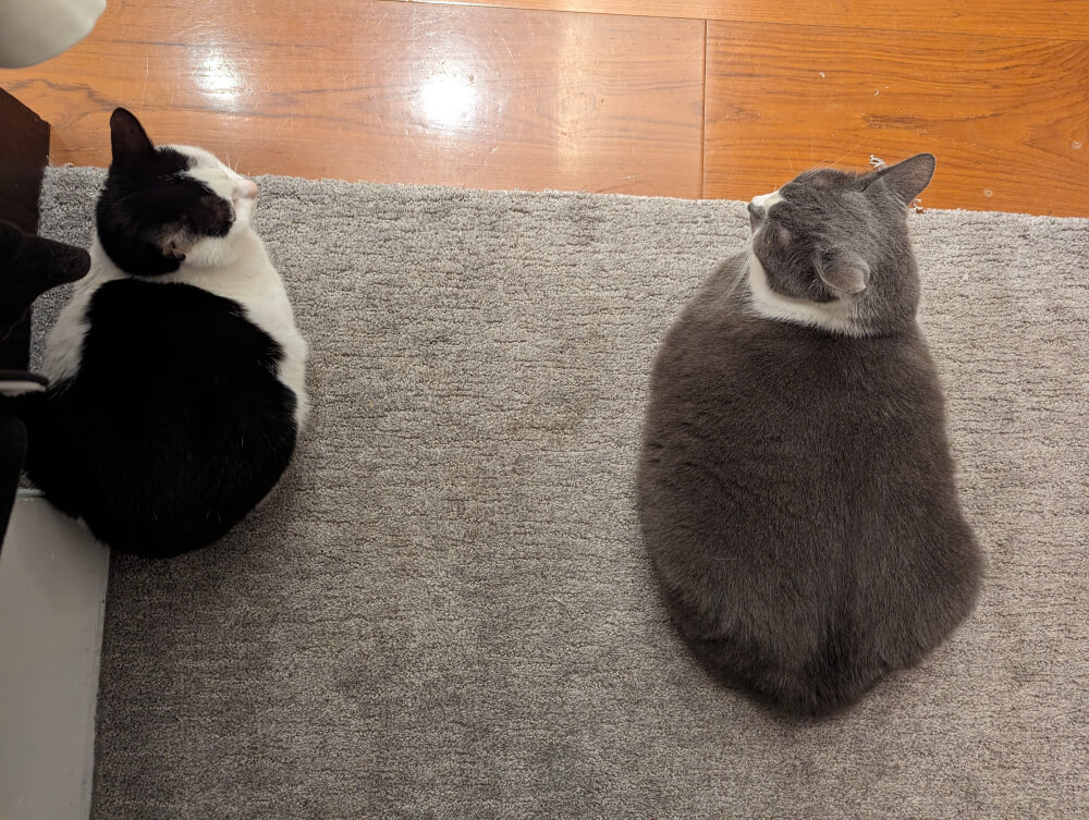 Top down view of two cats